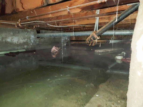 Best Water damage cleanup near me  in Bigfork, MT
