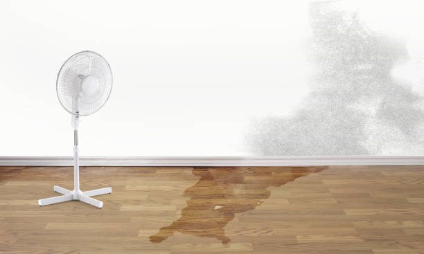 Best Water damage restoration services  in Bigfork, MT