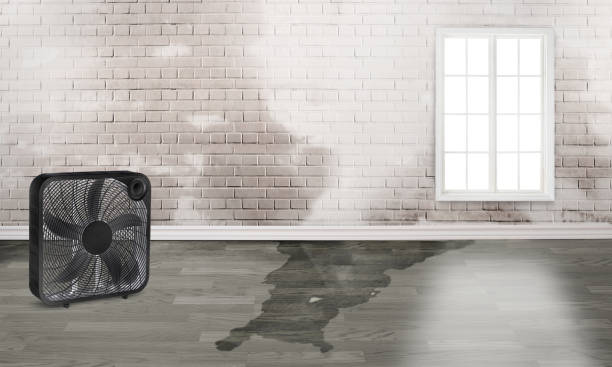 Best Carpet water damage restoration  in Bigfork, MT